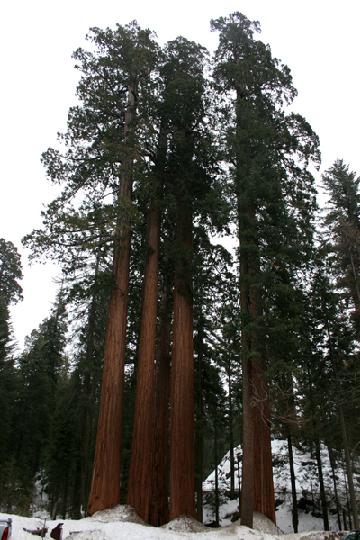 20-Sequoia 0002.JPG